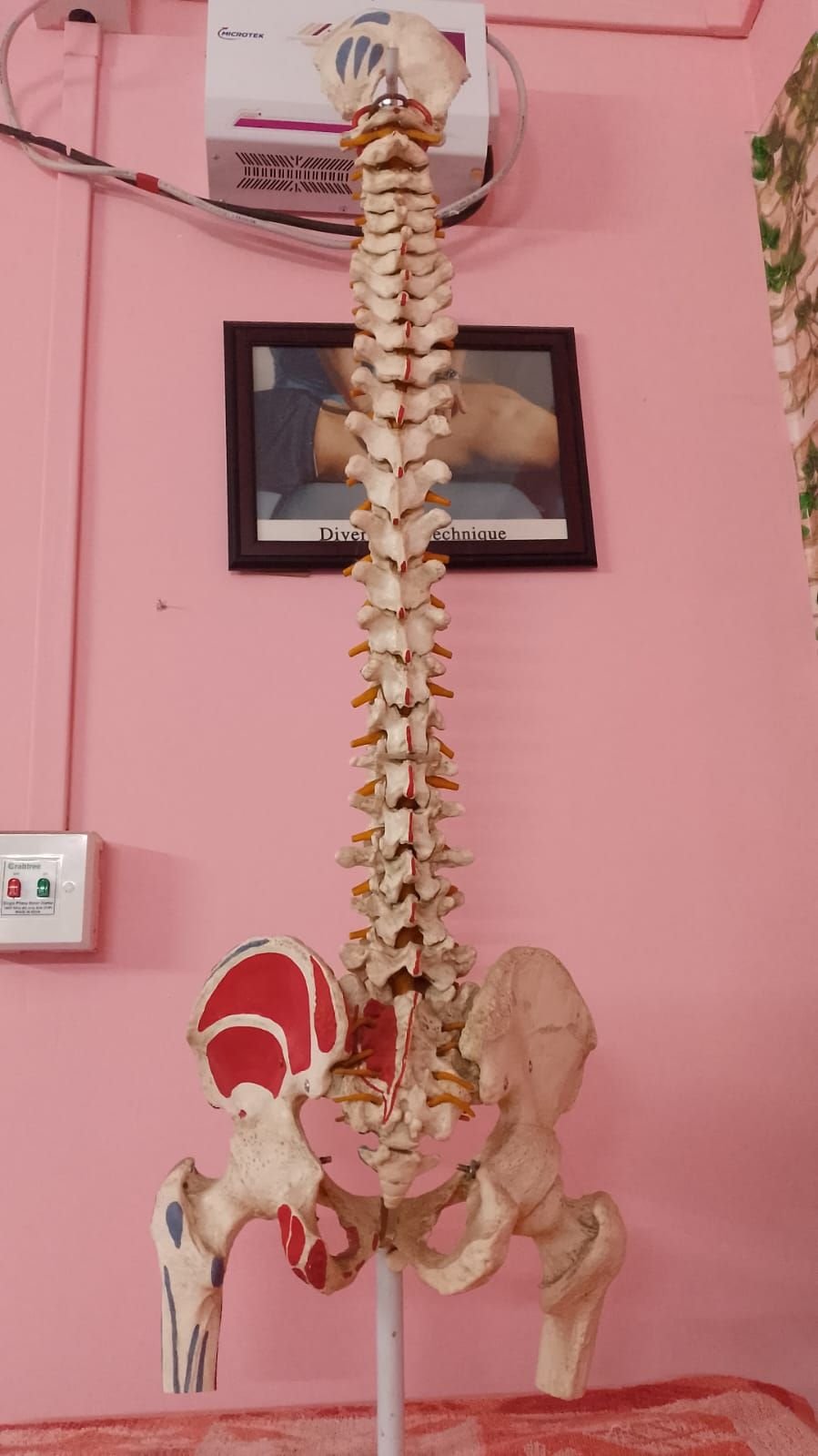 Anatomical spine and pelvis model