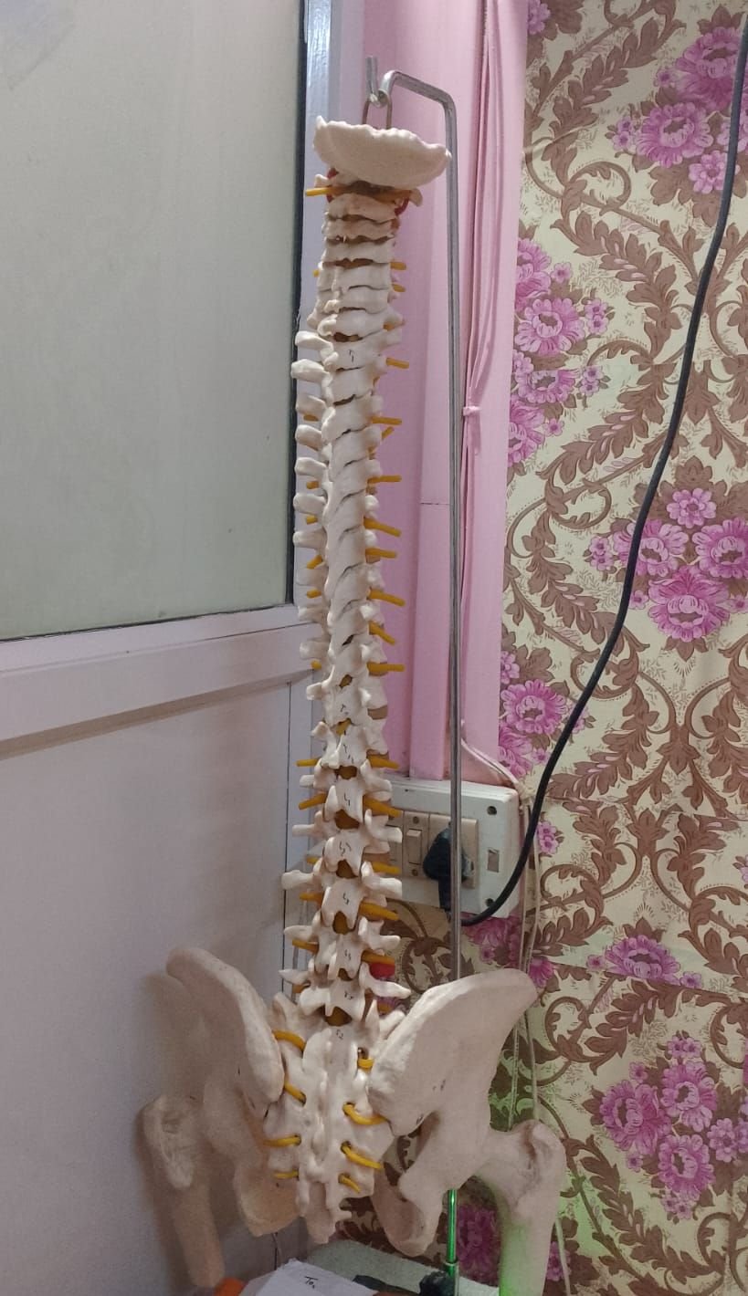 Anatomical spine model at Spinal Life Physiotherapy Clinic